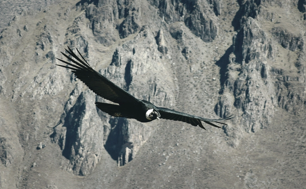 Cóndor andino volando sobre el cañón del Colca